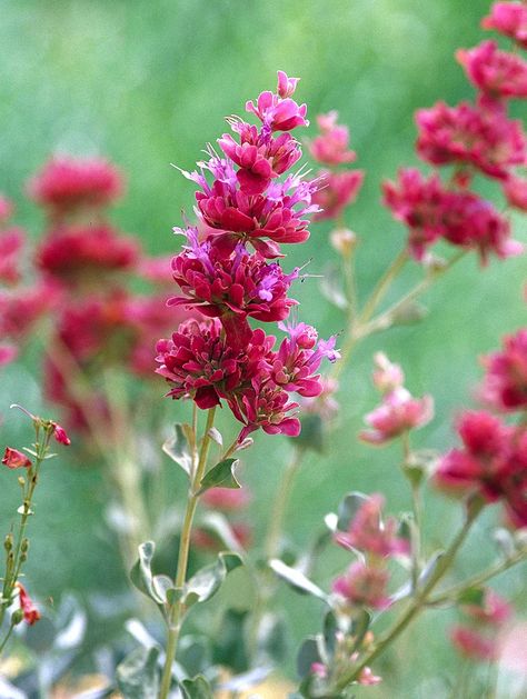 Salvia pachyphylla Mojave Sage Salvia Plants, Drought Tolerant Perennials, Salvia Officinalis, Drought Resistant Plants, Drought Tolerant Garden, Drought Resistant, Have Inspiration, Drought Tolerant Plants, Flowers Perennials