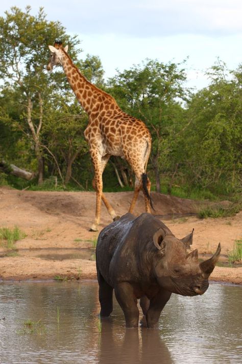 The watering hole Watering Hole Safari, African Watering Hole, Black Rhinoceros, Cool Nature, Amazing Scenery, Africa Wildlife, Africa Animals, Wild Animals Pictures, Watering Hole