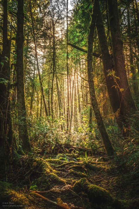 ` Forest Clearing Photography, Sunny Forest Aesthetic, Sunlit Forest, Forest With Sunlight, Dark Mossy Forest, Two Roses, In The Woods, Temperate Rainforest, Robert Louis