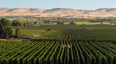 Touring Yakima Valley: the Wine Country of Washington | Unique RV Camping with Harvest Hosts Big Sur Coastline, Los Padres National Forest, California Vineyards, Yakima Valley, Washington State Parks, Channel Islands National Park, Wine Trail, Farm Tour, Wine Country California