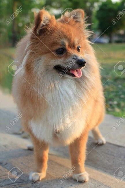 FOX FACE POMERANIAN O_O Pomeranian Fox Haircut, Pomeranian Haircut Foxes, Fox Pomeranian, Fox Face Pomeranian, Fox Face Pomeranian Haircut, White Pomeranian Puppies, Pomeranian Haircut, White Pomeranian, Fox Face