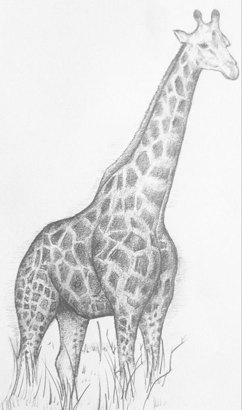 Giraffe Drawing, Dinosaur Sketch, Pencil Drawings Of Animals, Watercolour Pencils, Silver Pen, Art Drawings Sketches Pencil, Uk Artist, Watercolour Paper, A3 Size