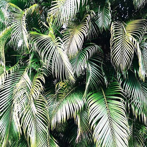 palm print in the wild @laurenswells lauren wells Pool Plants, Bali Garden, Tropical Garden Ideas, Florida Landscaping, Tropical Trees, Florida Plants, Florida Garden, Tropical Backyard, Florida Gardening