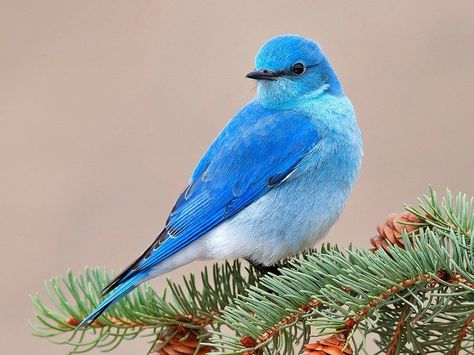 Blue Sparrow Mountain Blue Bird, Beautiful Bird Wallpaper, Birds Wallpaper Hd, Blue Sparrow, Mountain Bluebird, Birds Pictures, Bird Pics, Bird Barn, Birds Beautiful