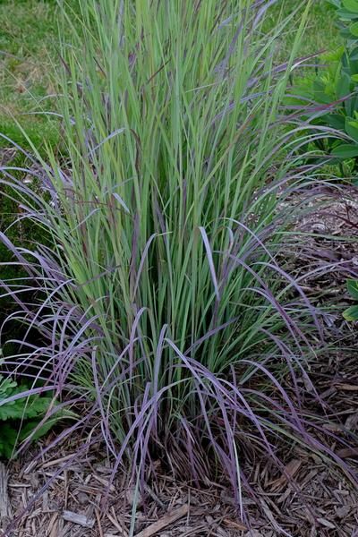 Ornamental Grasses For Shade, Little Bluestem, Purple Perennials, Garden Grasses, Gardening Beds, Florida Native Plants, Shade Grass, Pollinator Plants, Ornamental Grass