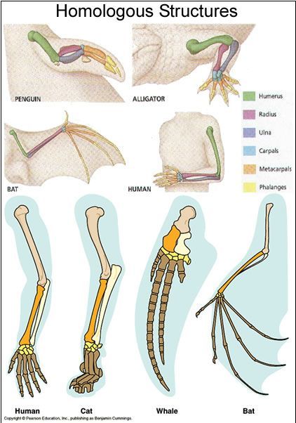 Homologous structures: share a common ancestor, appendage may not serve the sam function, presently, but are structurally similar. #evolution #biology Homologous Structures, Biology Evolution, Biology Classroom, High School Biology, Secondary Science, Theory Of Evolution, 8th Grade Science, Ap Biology, Biology Lessons