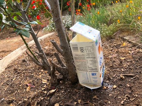 Save your cardboard milk cartons to water your garden slowly. It's great for self-watering for when you go out of town. Milk Cartons, Tower Garden, Milk Carton, Succulent Terrarium, Hydroponic Gardening, House Plants Indoor, Self Watering, Urban Farming, Water Plants