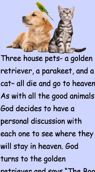 English Jokes, Short Jokes, Witty One Liners, Funny Jokes To Tell, Funny Long Jokes, Long Jokes, Short Jokes Funny, Very Funny Jokes, Animal Jokes