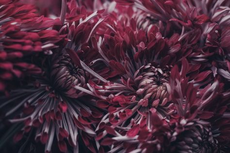 Photo by Richard Harris | Unsplash Chrysanthemum Growing, Maroon Aesthetic, Burgundy Aesthetic, November Birth Flower, Monochrome Wallpaper, Richard Harris, Chrysanthemum Flower, Beautiful Wallpapers Backgrounds, Organic Gardening Tips