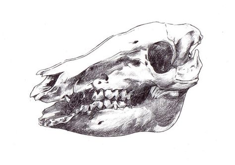 Pig skull drawing Pig Skull Tattoo, Pig Skull Drawing, Dual Wielder, Pig Skull, Slipknot Tattoo, Wild Pig, Beautiful Bedroom Designs, Ink Inspiration, Beautiful Bedroom