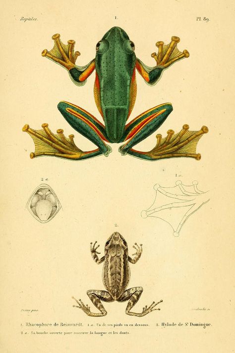 Frog Biology, Frosch Illustration, Plate Illustration, Biology Poster, Frog Print, Frog Illustration, Animal Supplies, Frog Drawing, Animal Funny