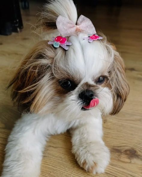 21 Must-Try Shih Tzu Grooming Styles! (Cool & Trendy) 13 Shih Tzu Grooming Styles, Shih Tzu Grooming, Grooming Style, Shih Tzu, Dogs