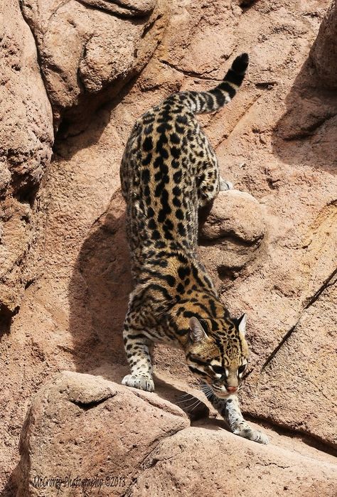 Descending Ocelot Ocelot Tattoo, Aesthetic Animal Wallpaper, Small Wild Cats, Eyes Photo, Cat Allergies, Exotic Cats, Cat Pose, Wild Creatures, Rare Animals