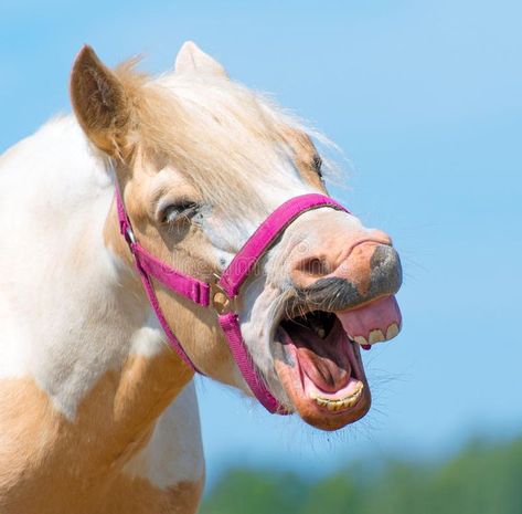 Horse Neighing, Means Of Communication, Funny Animal Pictures, Animal Pictures, Funny Animals, Communication, Account Suspended, Stock Images, Sound