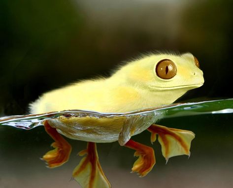 This is a fruck, half frog half duck. They’re legendary, unless you’re an either-or kind of person! Types Of Frogs, Animal Mashups, Photoshopped Animals, Funny Photoshop, Fake Animals, Photoshop Images, Rare Species, Rare Animals, Arte Animal