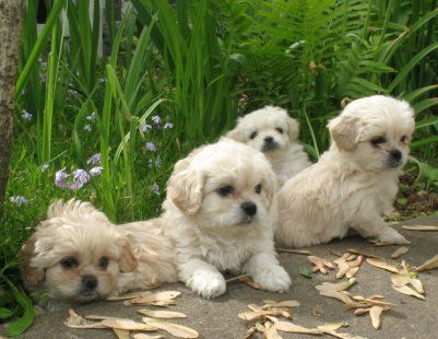 Peekapoo Puppies.... love, love, LOVE this breed. Peekapoo Puppies, Peek A Poo, Animals Kissing, Designer Dogs Breeds, Dog Crossbreeds, Cute Puppies And Kittens, French Dogs, Love Love Love, Love Love