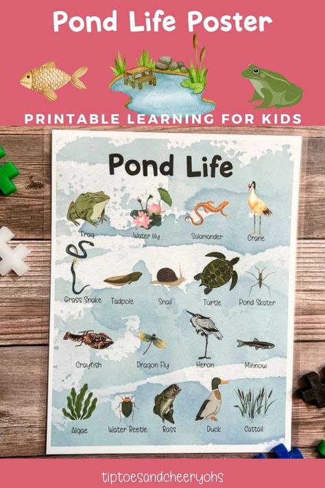 This learning printable illustrates a Pond Life Poster Printable. This poster is great to go along with your Pond Unit Studies. We will be using the Pond Creatures Curriculum by CM Simple Studies. This can be used for a homeschooling resource daily as your kids begin to learn more about life at the pond. Pond Animals Preschool, Preschool List, Animals Preschool, Pond Animals, Free Homeschool Printables, Turtle Pond, Pond Life, Unit Studies, Homeschool Printables