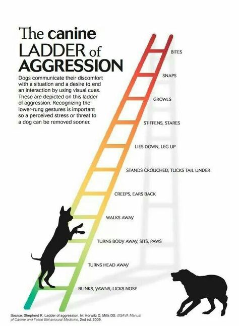 Dog's ladder of aggression. Please Foster, Spay, Neuter & Save a Life ~ Adopt from a shelter / rescue ♡ Dog Body Language, Dog Behavior Problems, Dog Facts, Dog Info, Aggressive Dog, Dog Hacks, Dog Biting, Animal Behavior, Pet Hacks