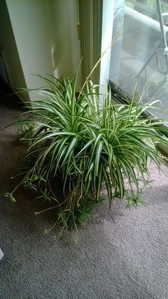 Spider Plant Care, Airplane Plant, Chlorophytum Comosum, Spider Plant, Inside Plants, Indoor Gardens, House Plant Care, Spider Plants, Common Names