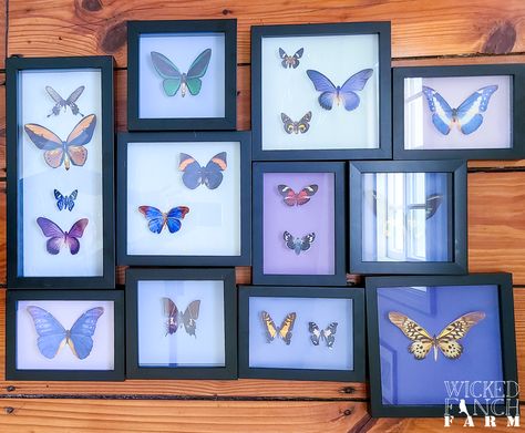 Goth Decor Diy, Faux Taxidermy Diy, Taxidermy Diy, Photos Of Butterflies, Fake Taxidermy, Victorian Gothic Decor, Butterfly Exhibit, Small Frames, Butterfly Taxidermy