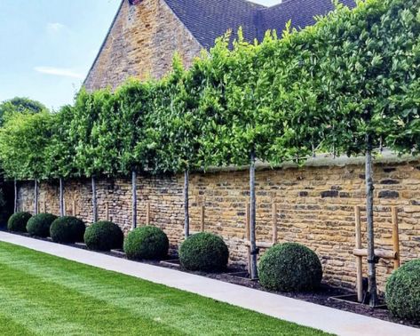 Simple Garden Design, Front Of House Landscaping, House Landscaping Ideas, Simple Landscaping Ideas, Privacy Landscaping Backyard, Simple Garden Designs, Designing A Garden, Simple Landscaping, Garden Hedges