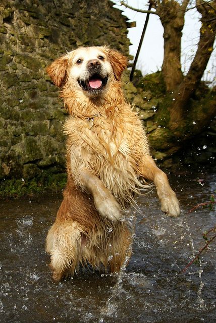 Golden Retriever Water, Cute Little Puppies, Puppy Photos, Best Image, Dogs Golden Retriever, Retriever Dog, Golden Dog, Happy Dogs, In Water