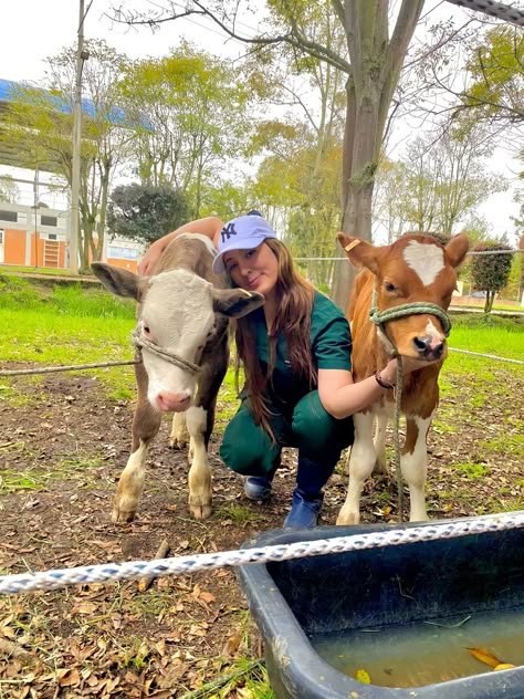 Vet School Motivation, Vet Technician, Equine Veterinary, Large Animal Vet, Vet Medicine, My Future Job, Vet School, Show Cattle, Vet Student