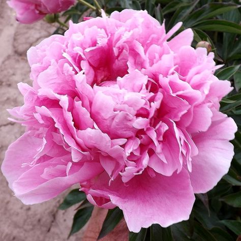 Peony Party, Veggie Garden Ideas, Alexander Fleming, Peony Farm, Peony Garden, Peonies Garden, Garden Roses, Veggie Garden, Peony Flower