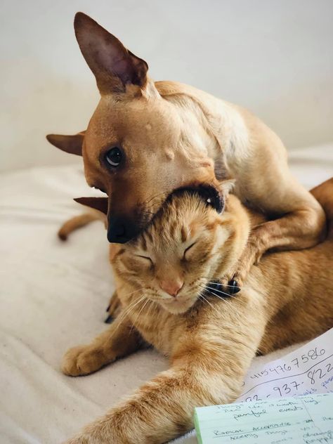 After the formal portrait of you and your sibling 😅 Photo credited to Ali Marshalls #pets #animals #dog #doglovers #cat #catsofinstagram #dogsofinstagram #catlover #family #siblings Formal Portrait, Sibling Photos, Animals Dog, Cute Animal Videos, Animal Gifs, Funny Moments, Cats Of Instagram, Cat Lovers, Dog Lovers