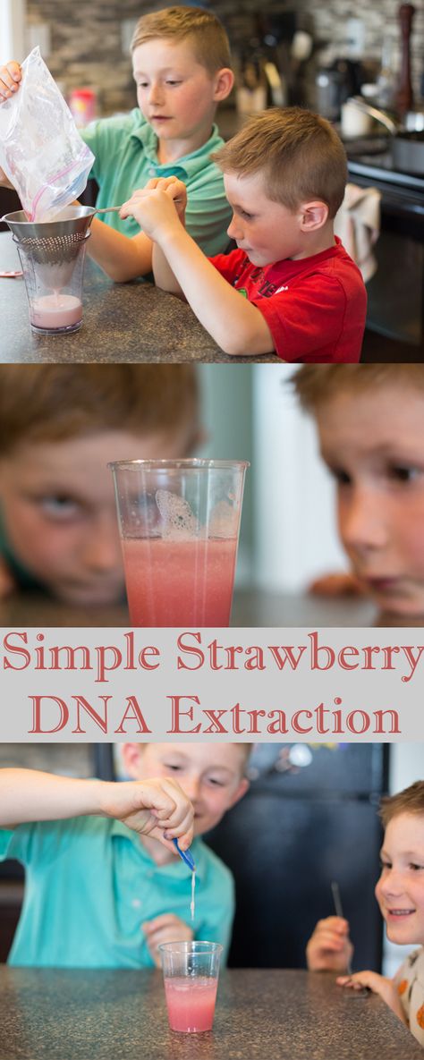 A 15 minute experiment to show kids that DNA exists in all living things.  All you need is dish soap, water, rubbing alcohol, a strawberry and Ziploc bag! Strawberry Dna Extraction, Mad Science Experiments, Dna Extraction, Dna Activities, Science Fair Board, Dna Drawing, Dna Facts, Cool Science Fair Projects, Dna Project