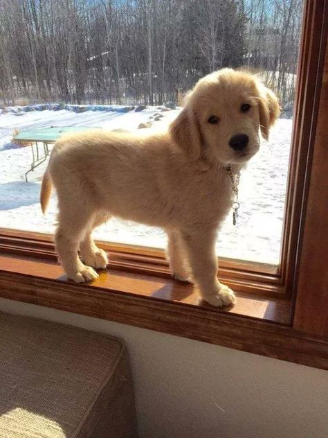 Regnul Animal, Golden Retriever Mix, Golden Retriever Puppy, Retriever Puppy, Golden Retrievers, A Puppy, Baby Dogs, Funny Cartoon