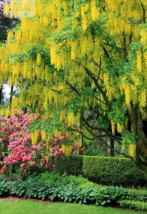 Amaltas Tree, Canadian Gardening, Yew Hedge, Golden Chain Tree, Golden Rain Tree, Rain Tree, Tree Garden, Tree Photo, Garden Shrubs