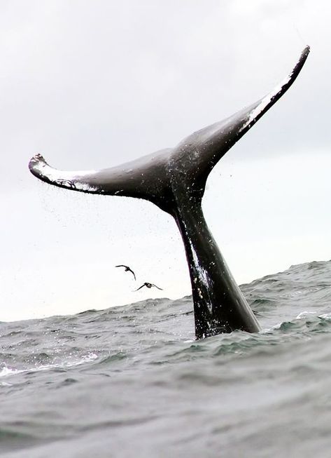 A Well Traveled Woman, A Whale, Majestic Animals, Marine Mammals, Whale Tail, Humpback Whale, Whale Watching, Sealife, Ocean Life