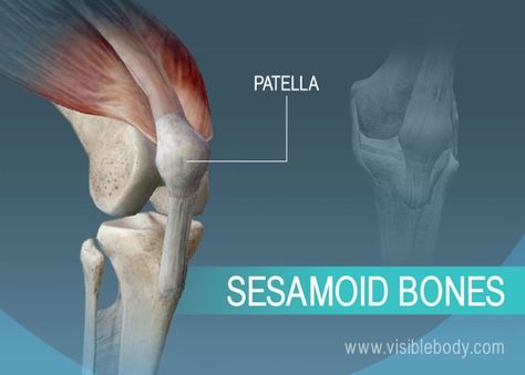 A sesamoid bone of the body, the patella Bones Human, Human Body Muscles, Cancellous Bone, Sesamoid Bone, Massage Therapy School, Axial Skeleton, The Human Skeleton, Doctor Quotes Medical, Human Skeleton Anatomy