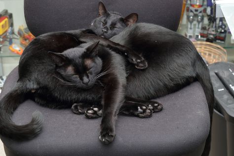 Two Black Cats, Cats Sleeping, Cat Cuddle, Open Door, White Cats, Cats Meow, Black Cats, Beautiful Cats, Funny Faces