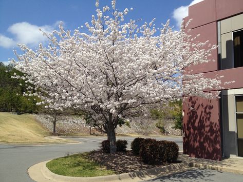 Prunus X Yedoensis, Prunus Yedoensis, Tulip Magnolia, Soil Texture, Simple Leaf, Plant Problems, Black Tulips, Clay Soil, Leaf Coloring