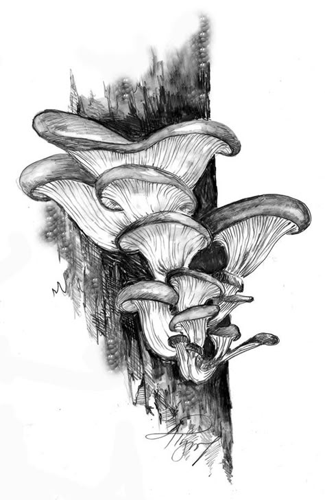 The Outside Story: “When Mushrooms Attack” by Rachel Sargent. Illustration by Adelaide Tyrol. “There was a time in the waters known by the Abenaki peoples as Kwenitegok, “The oyster mushroom: delicious, frequently spotted on veggie pizzas, and predatory. That's right. The hyphae of many fungi, including the oyster mushroom, attack and paralyze prey…” Oyster Mushroom, Pencil Drawing, Ink Drawing, Drawing Ideas, Pencil