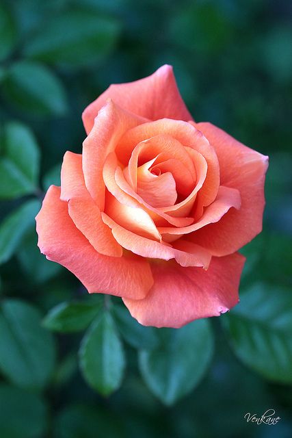 Hybrid Tea Roses, Beautiful Rose Flowers, Tea Roses, Flower Beauty, Flowers Nature, Beautiful Blooms, Flower Pictures, Love Flowers, Amazing Flowers