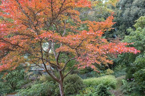 Stewartia Tree, Live Earth, Garden Hedges, Ornamental Trees, Botanical Beauty, Diy Landscaping, Landscaping Plants, Growing Tree, Back Garden