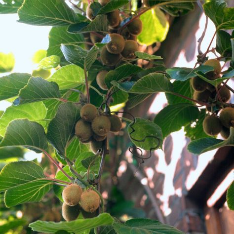 Kiwi Solo Plant http://www.ornamental-trees.co.uk/fruit-trees-c15/kiwi-solo-plant-p591 Kiwi Tree, Kiwi Plant, Vegetable Garden Planters, Hardy Kiwi, Respiratory Disorders, Burford Garden Company, Kiwi Fruit, Ornamental Trees, Fruit Plants