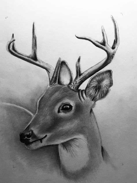 Pincel Drawing, Wildlife Drawing, Easy Hand Drawings, Pink Drawing, Deer Drawing, Deer Illustration, Animal Drawing, Wood Burning Patterns, Animal Sketches