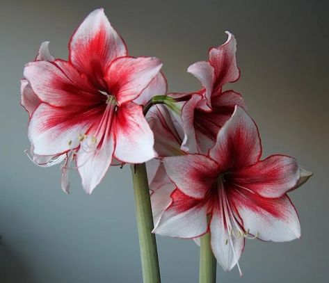 Hur Man Ritar Blommor, Amaryllis Flower, Amaryllis Plant, Flower Reference, Amaryllis Flowers, Photo Reference, Flower Pictures, Love Flowers, Art Reference Photos