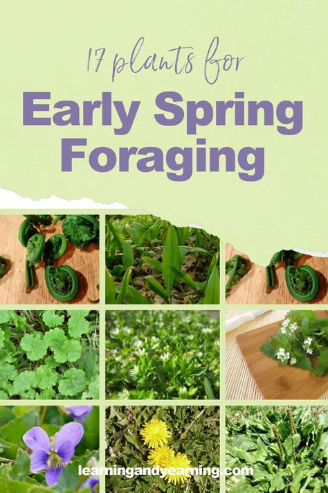 Plants for early spring foraging! Foraging Aesthetic, Spring Foraging, Foraging Guide, Medicinal Weeds, Preparedness Ideas, Wild Foraging, Natural Crafts, Wild Food Foraging, Food Foraging