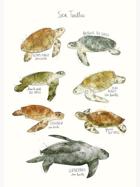 "Sea Turtles" Art Print by AmyHamilton | Redbubble Sea Turtle Art, Secret Room, Turtle Art, Oceanography, Marine Biology, Sea Turtles, Marine Animals, Cloth Material, Free Prints