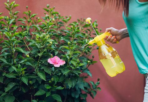 person-spraying-plants-with-neem-oil Neem Oil For Plants, Companion Planting Vegetables, Natural Pesticides, Diy Pest Control, Plant Pests, Attracting Beneficial Insects, Garden Pest Control, Aromatic Plant, Gardening Techniques