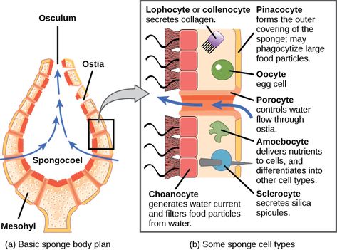 Morphology of Sponges | Biology for Non-Majors II Phylum Porifera, Free College Textbooks, Types Of Students, College Textbooks, Protein Metabolism, Short Quiz, Natural Sponge, Free College, Lecture Notes