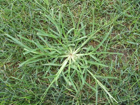 Learn about the weeds disturbing your lawn with Richter's Different Types Of Grass, Common Lawn Weeds, Grass Fertilizer, Spring Lawn Care, Grass Weeds, Spice Garden, Bermuda Grass, Weeds In Lawn, Lawn Fertilizer