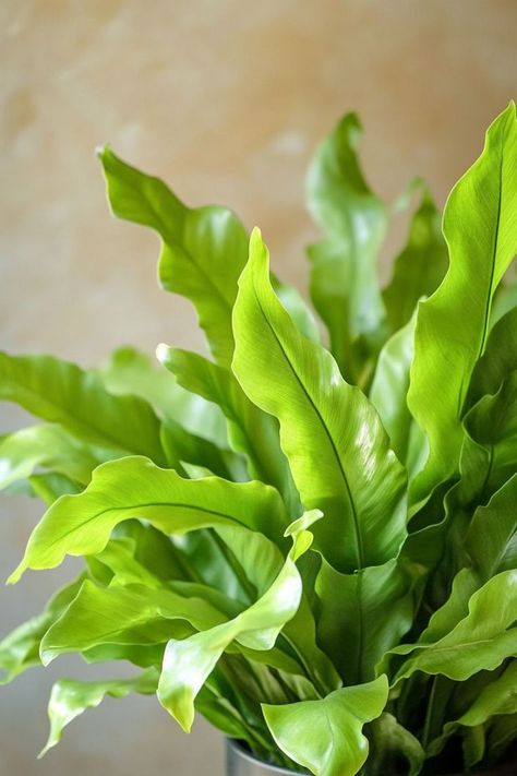 Bird's Nest Fern (Asplenium nidus) is a stunning and easy-care addition to any home! 🌿🏡 With its unique, wavy fronds and vibrant green color, this plant is a delightful blend of beauty and simplicity. Quick to thrive in various light conditions and bursting with air-purifying benefits, Bird's Nest Fern is perfect for adding a touch of lush greenery to your indoor space. 🌱✨ #BirdsNestFern #AspleniumNidus #IndoorPlants #EasyCare #AirPurifying #GreenHome #PlantLover Birds Nest Fern, Asplenium Nidus, Bird's Nest Fern, Plant Vegetables, Birds Nest, Air Purifying, Lush Greenery, Bird Nest, Vibrant Green