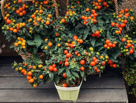 Tomatoes are the most popular vegetable (though they are technically a fruit), so it's no surprise you might be interested in bringing the party indoors! Learn all about the best tips and tricks to keeping these scrumptious fruits happy year-round. You'll also find a few tips to ensure you get the best fruits possible. #tomatoplants #indoorgarden #vegetablegarden #growingtomatoes #indoorvegetablegarden #tomatoes How To Grow Cherries, Growing Cherry Tomatoes, Growing Tomatoes Indoors, Toxic Plants For Cats, Cherry Tomato Plant, Cherry Tomato Sauce, Growing Tomatoes In Containers, Tomato Plant, Blueberry Bushes