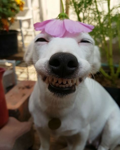 This Dog's Infectious Smile Is Breaking Everyone's Heart Smiling Animals, Smiling Dog, Cute Animal Memes, Dapple Dachshund, Silly Dogs, Smiling Dogs, White Dog, Summer Hat, Funny Animal Memes